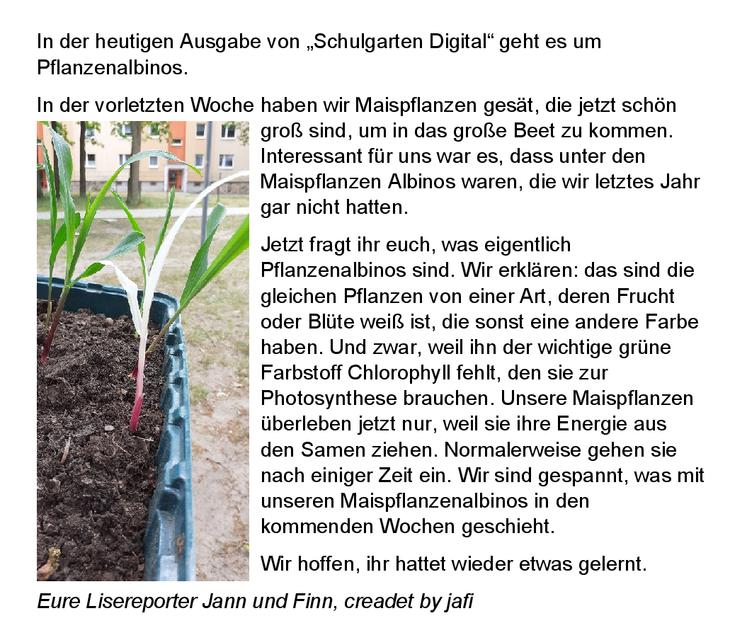 Schulgarten_Digital_Pflanzenalbinos.png